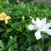 picaro_ayashige