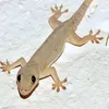thanlannetroii01