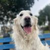 dogluvnmama