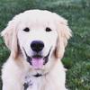 apollothegoldenretriever