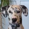 Olivebeautifuldog