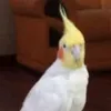 rafaelbossoni1
