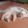 songokucat