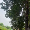 bebibo72
