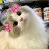 tiara_aritonang_lopyu