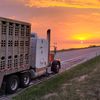 bullhaulinbrownsugar