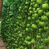 jefarmia_greens