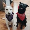 V & 2 Hellhounds