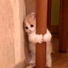 my_cat_mimi_cute
