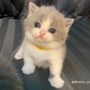 ronyruo9290
