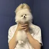 nickonica