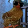 arlecchino_fanrah