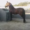 aqdasbilal1