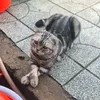 simba_25030