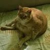 pikinsan