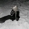 kactyclega