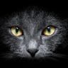 meeanmeow