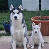 husky_mum2