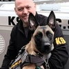 swedishdetectiondogs