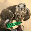 falcon88ly