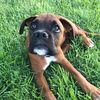 tyboyboxer