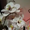 neyde_fernandes