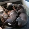 thenavarrosdogs