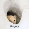 igoatini
