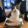 meomeo_0118273