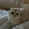 dedluqi
