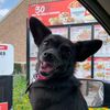 chuffthechickenchi