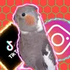 la_familia_ninfaa