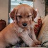 thatgoldenriley