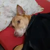 izadevenis