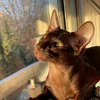 jabertheoriental