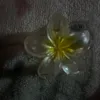 duda34293