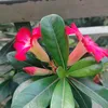 linh.ngoc401