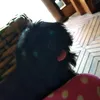 17fyang