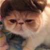tallycat04