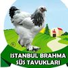 İstanbulbrahmasustavuklari