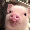 pigggyyy01