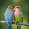user795350125