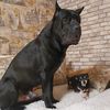 caesar_canecorso