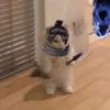 pineapplepuppy0