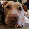norah_the_pibble