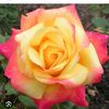 rosacantu6