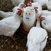 CHICkEN STORE FARM