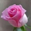dykzusthivwf