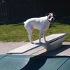 kevin_the_k9