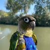 bangarubird